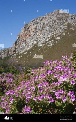  Le Jardin botanique de Harold Porter: Un paradis floral à la rencontre de fynbos majestueux !